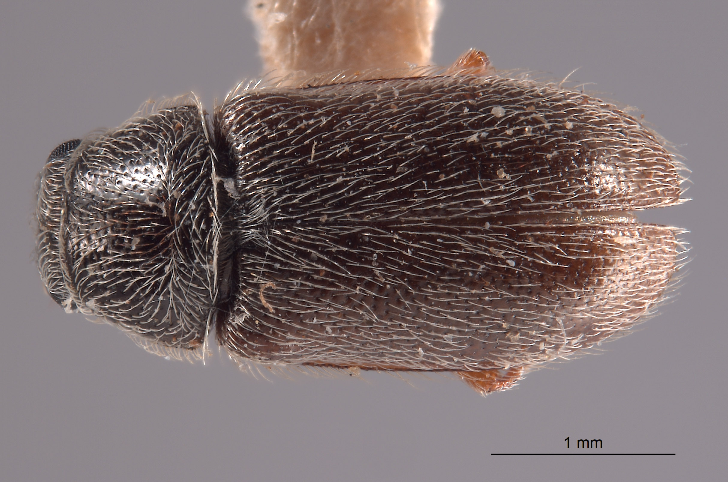 Trichochrous subvittiger image