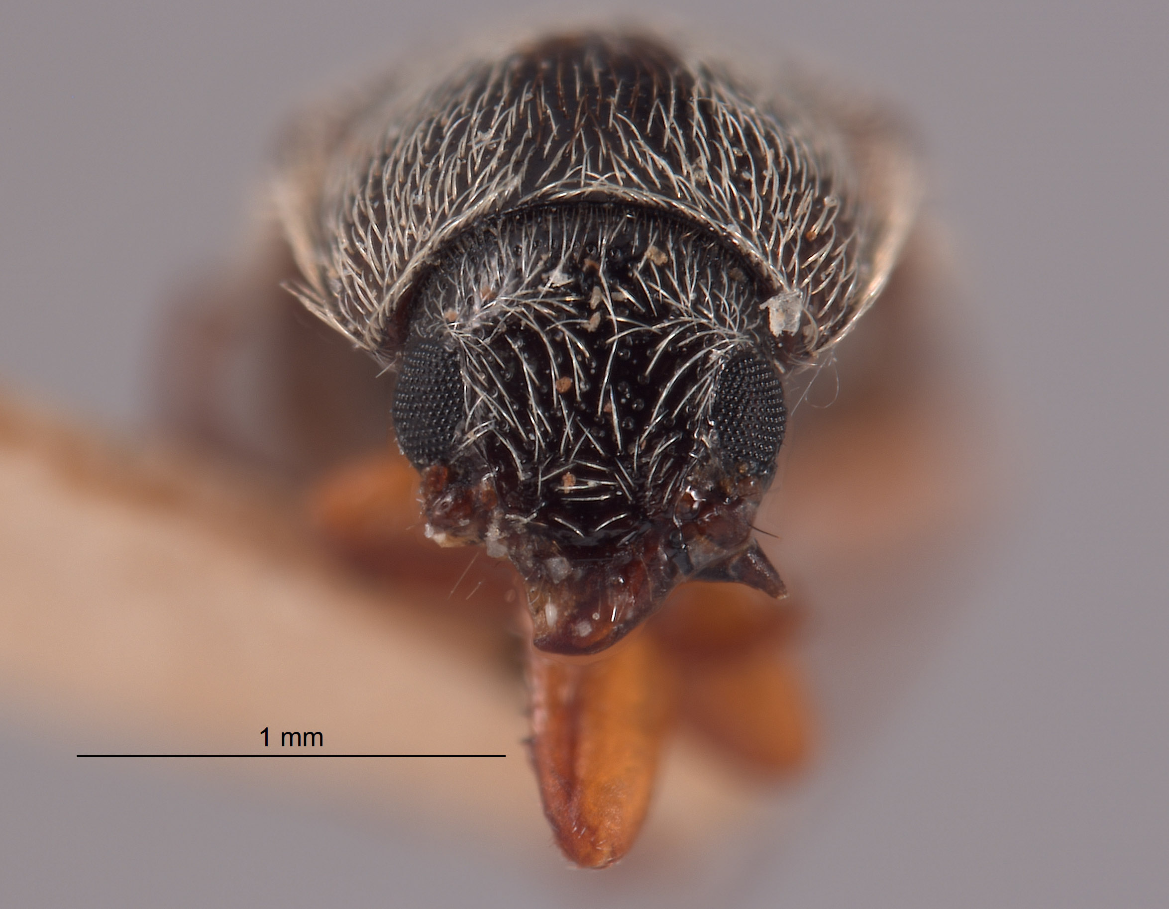 Trichochrous subvittiger image