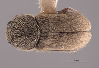 Trichochrous nivius image