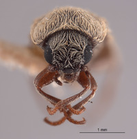 Trichochrous nivius image