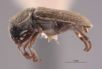 Trichochrous nivius image