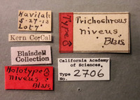 Trichochrous nivius image