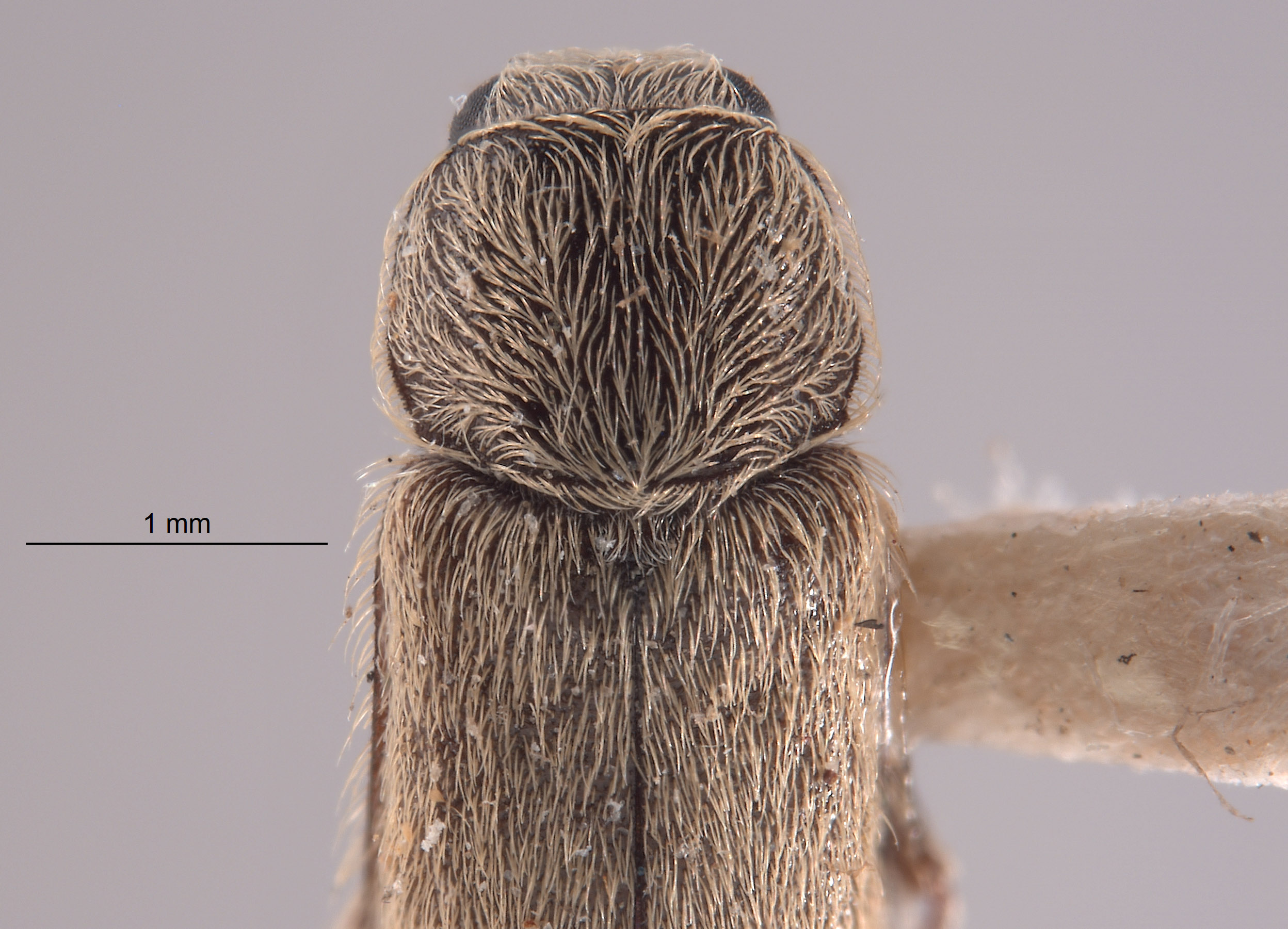 Trichochrous nivius image