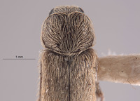 Trichochrous nivius image