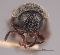 Trichochrous basilis image