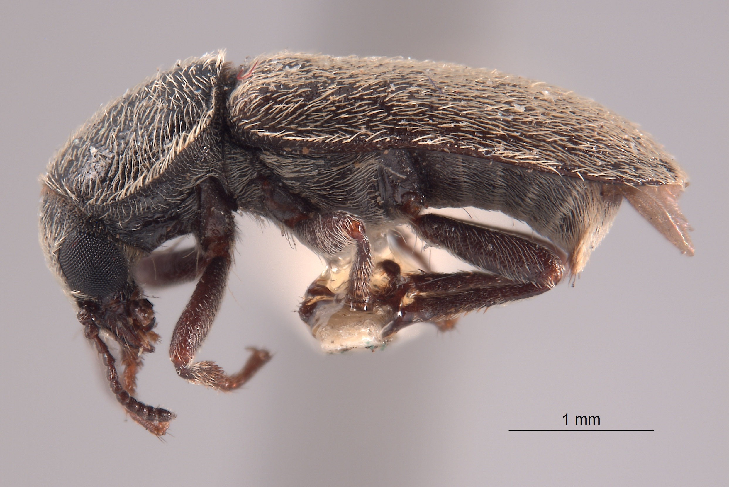 Trichochrous basilis image