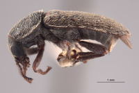 Trichochrous basilis image