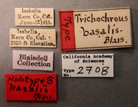 Trichochrous basilis image