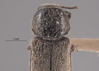 Trichochrous basilis image