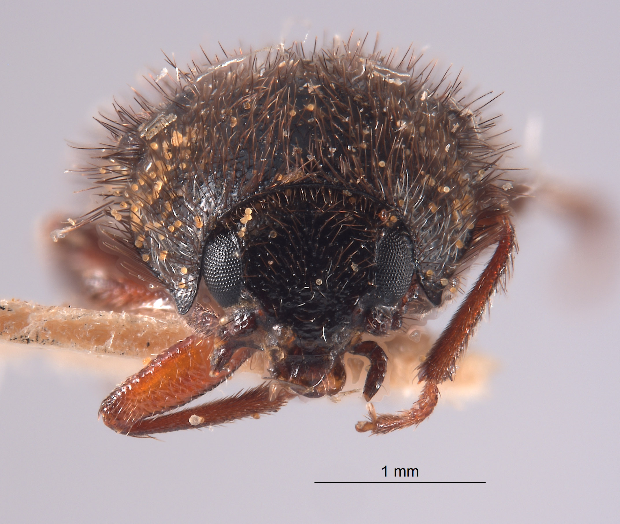 Trichochrous acutus image