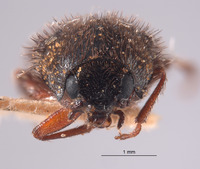 Trichochrous acutus image