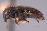 Trichochrous acutus image