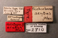 Trichochrous acutus image