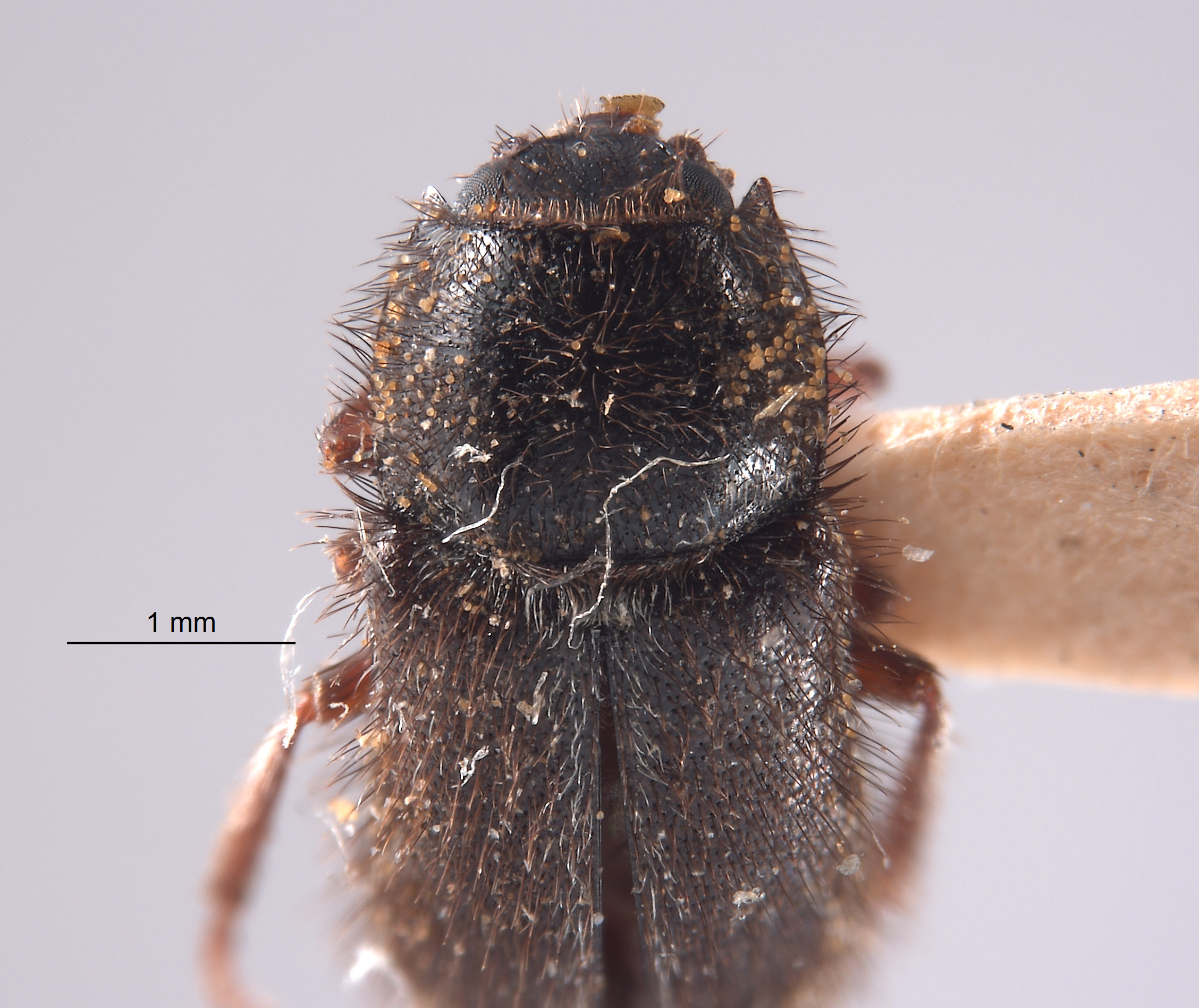 Trichochrous acutus image