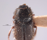 Trichochrous acutus image