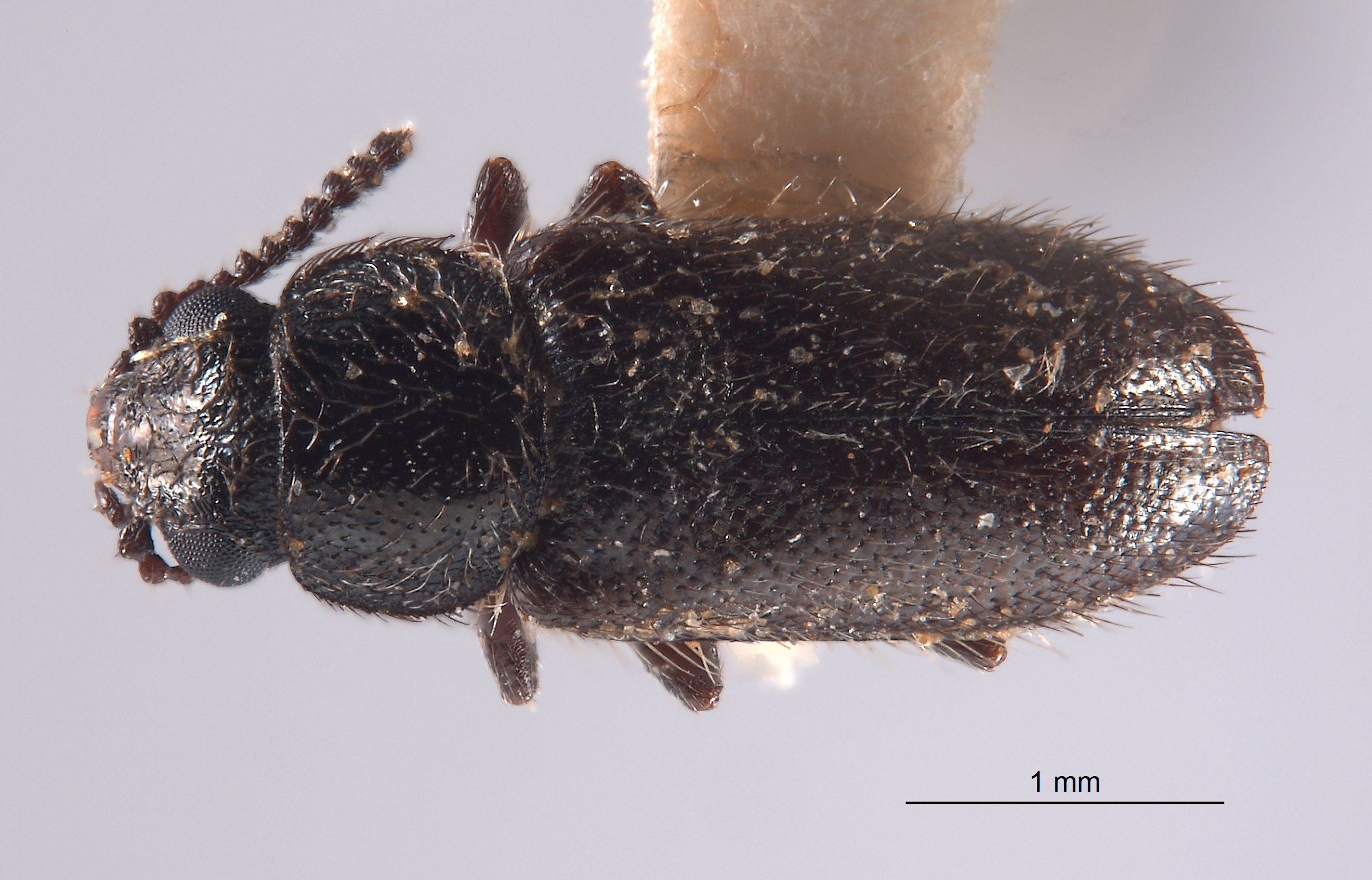 Trichochrous dubitans image