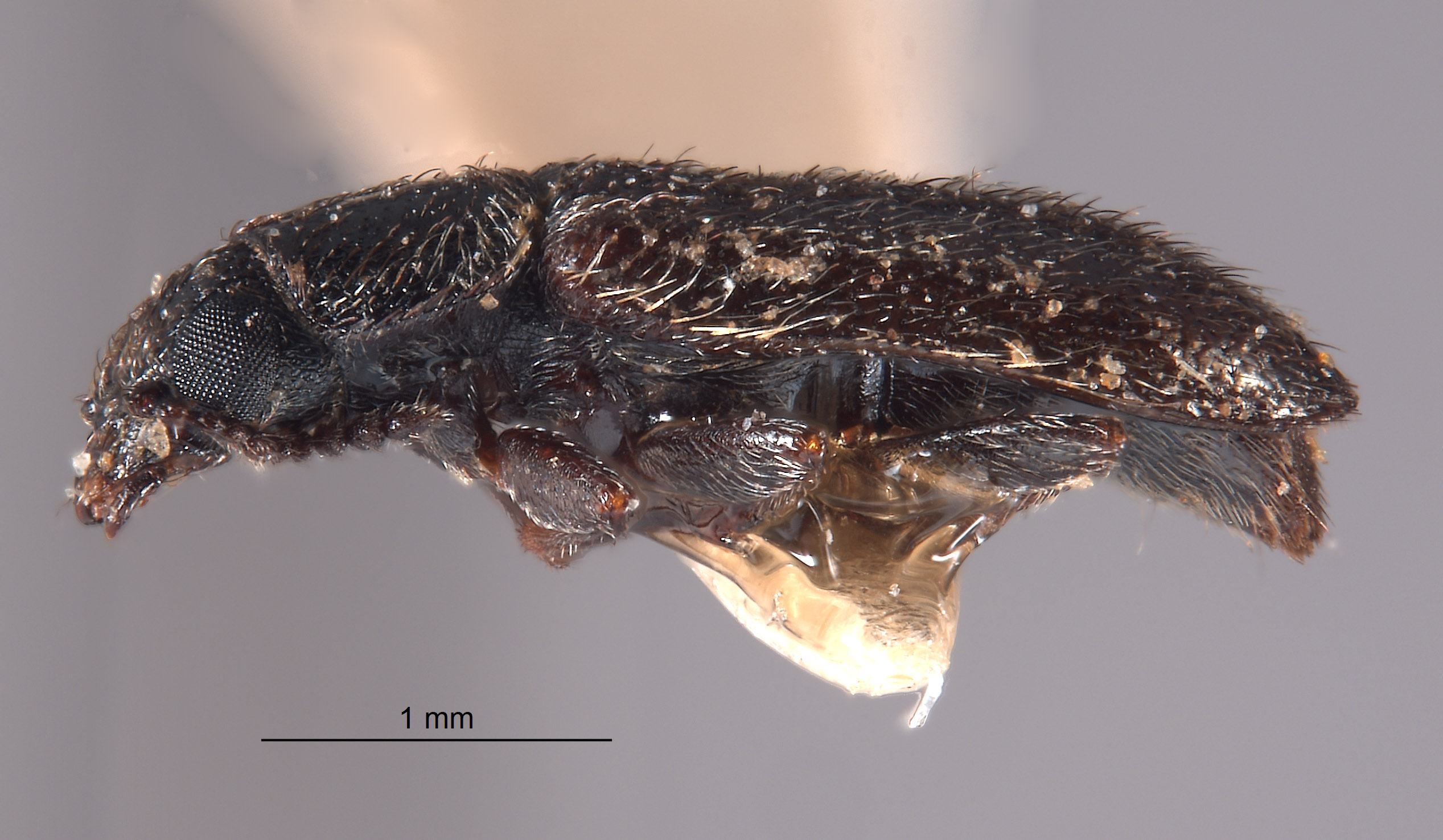 Trichochrous dubitans image