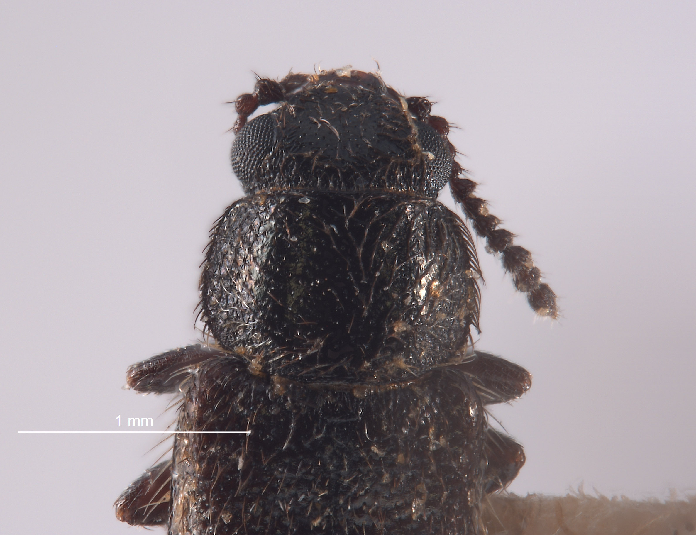 Trichochrous dubitans image