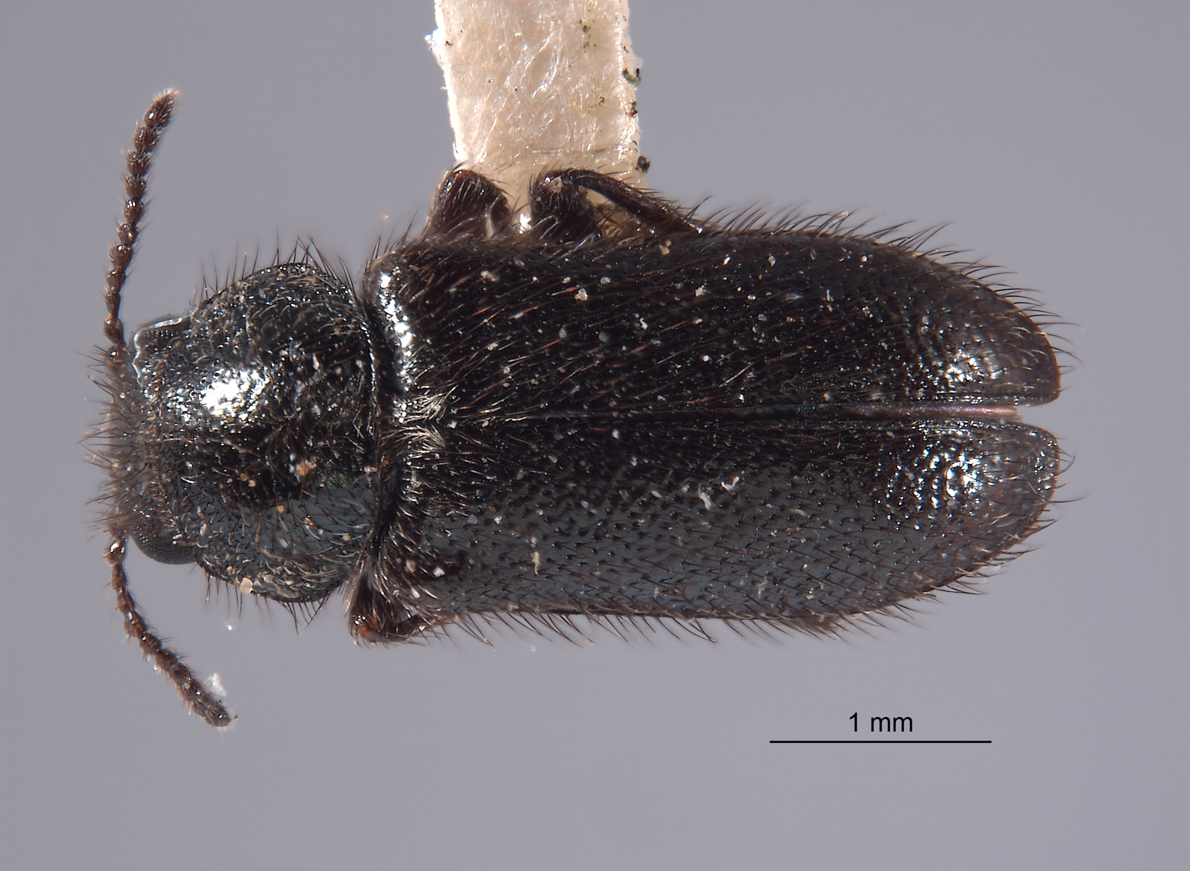 Trichochrous muiri image