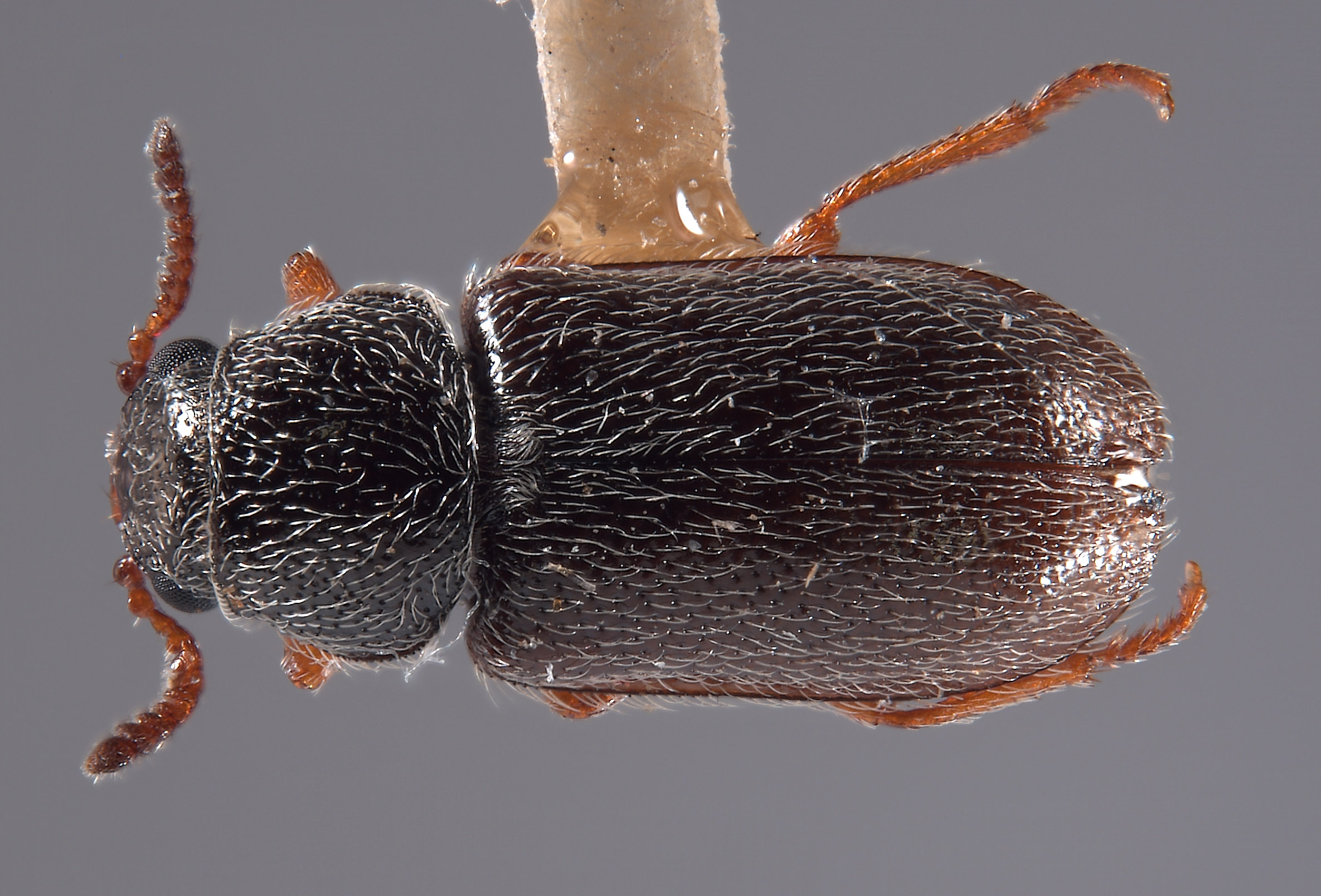 Trichochrous albertensis image