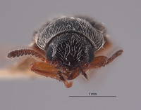 Trichochrous albertensis image