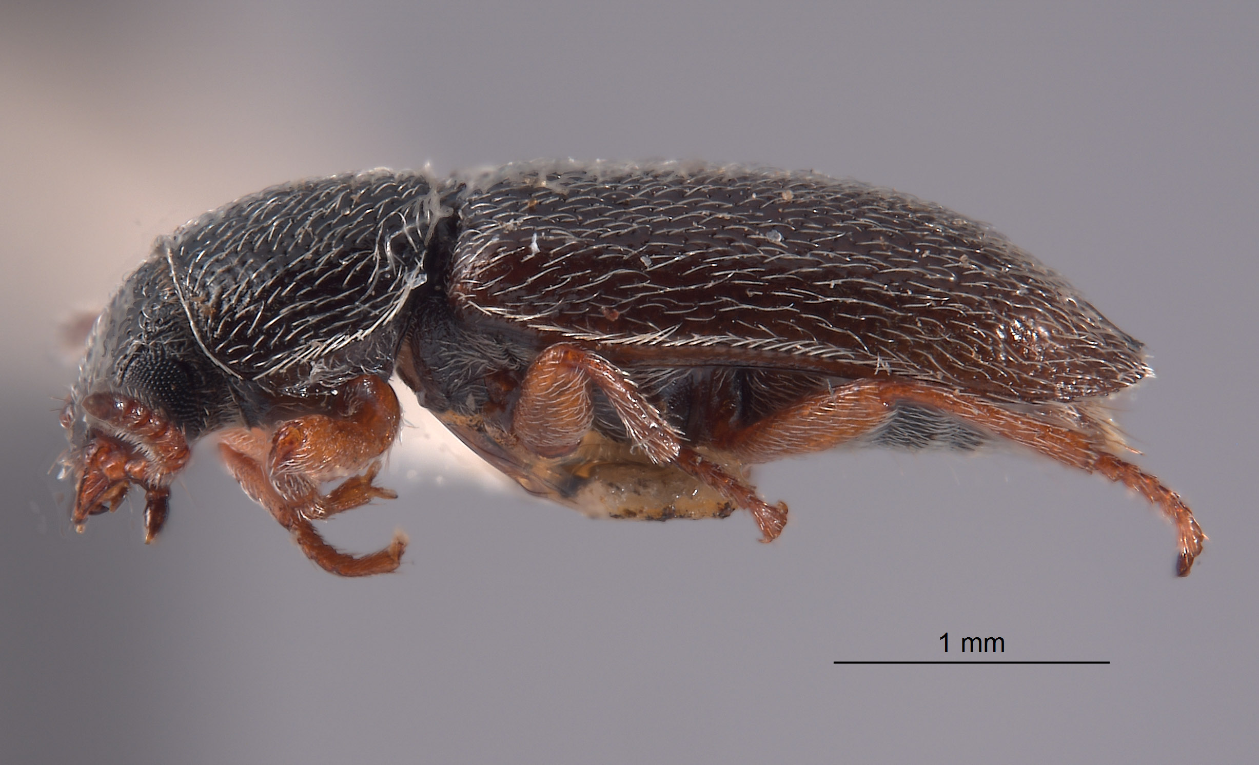 Trichochrous albertensis image