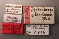 Trichochrous albertensis image