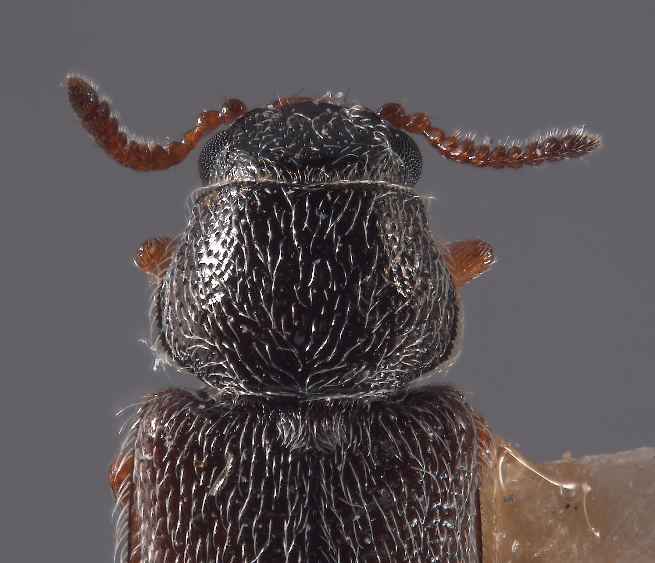 Trichochrous albertensis image