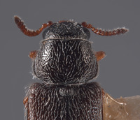 Trichochrous albertensis image