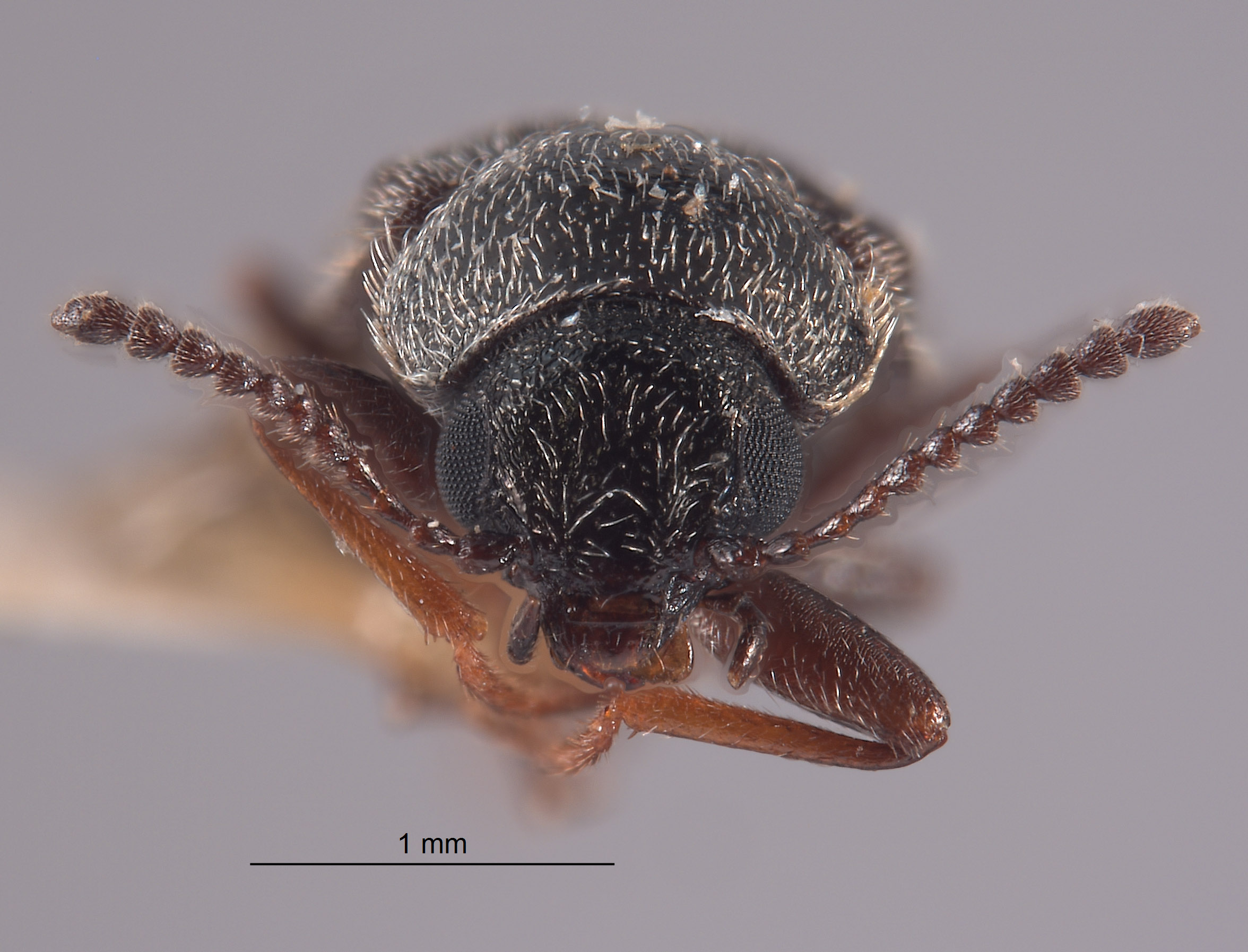 Trichochrous fieldi image