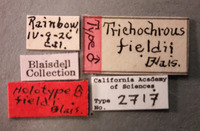 Trichochrous fieldi image