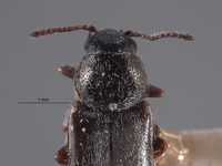 Trichochrous fieldi image