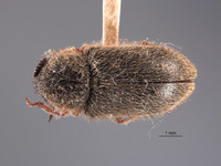 Cradytes ursinus image