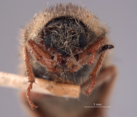 Cradytes ursinus image