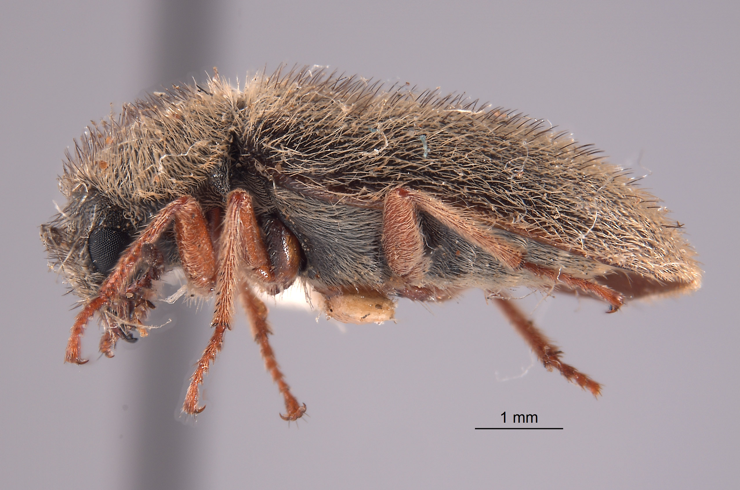 Cradytes ursinus image