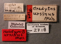 Cradytes ursinus image