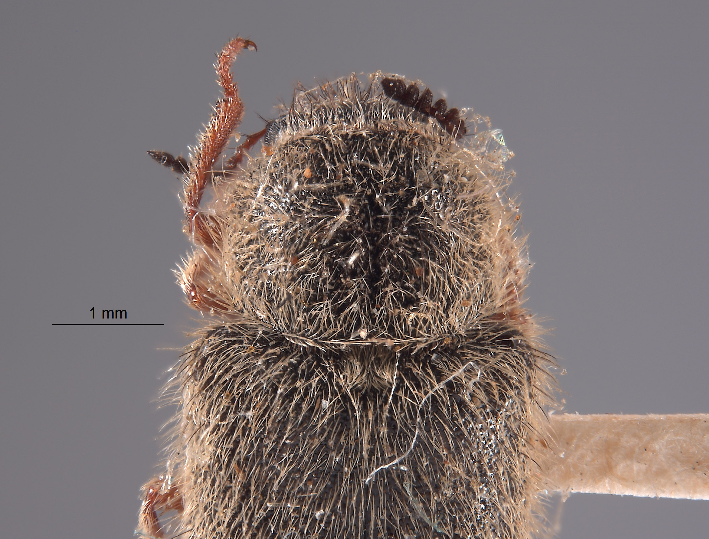 Cradytes ursinus image