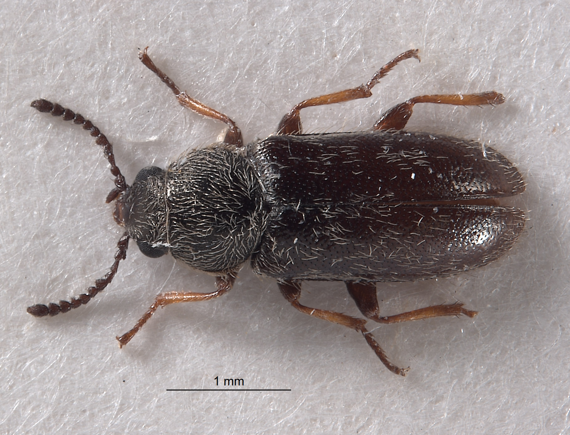 Melyridae image