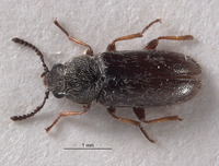 Listropsis armatulus image