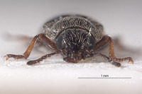 Listropsis armatulus image