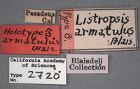 Listropsis armatulus image