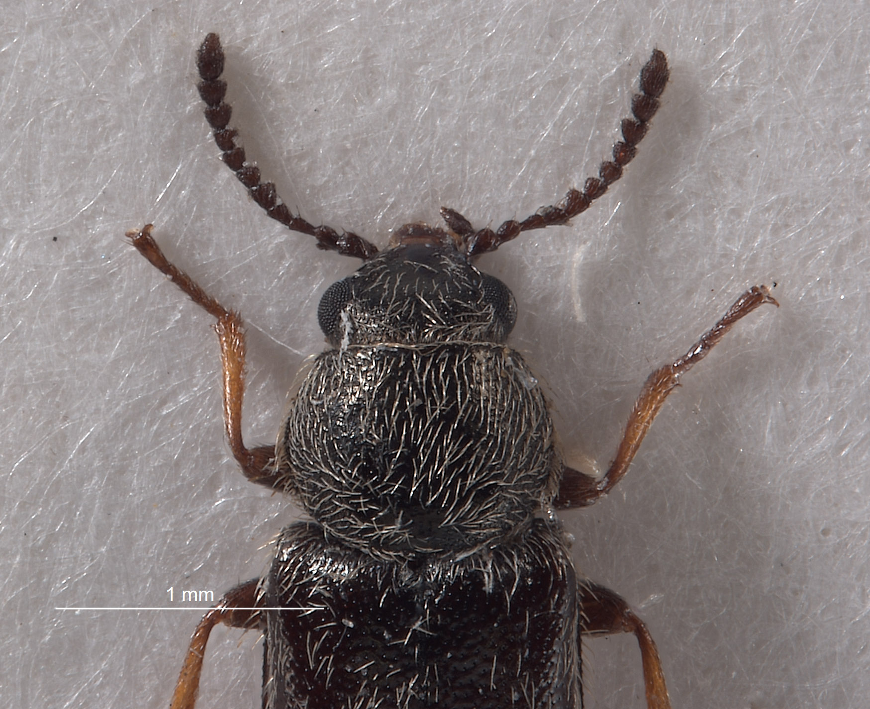 Listropsis armatulus image