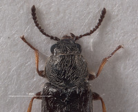 Listropsis armatulus image