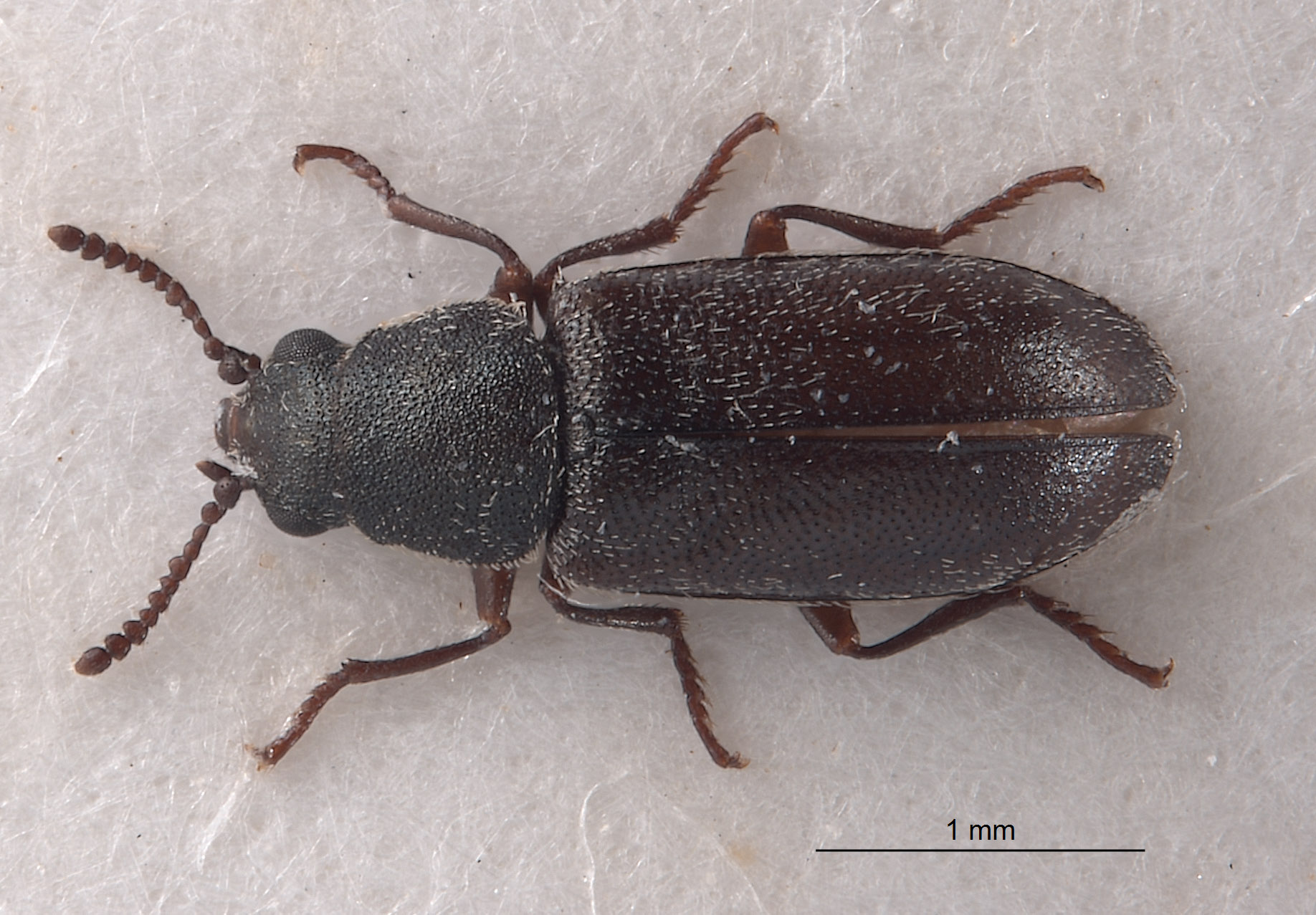 Listrus coloradensis image