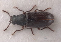 Listrus coloradensis image