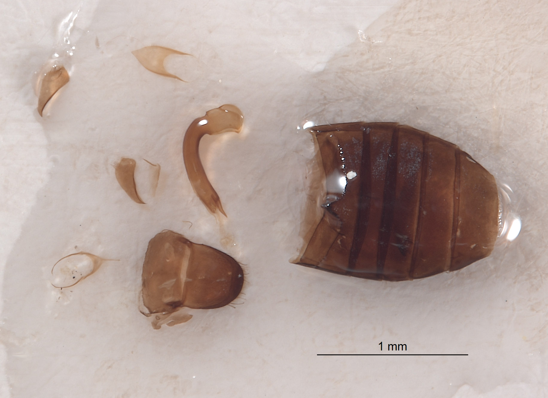 Listrus coloradensis image