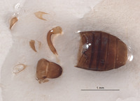 Listrus coloradensis image