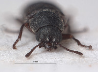 Listrus coloradensis image