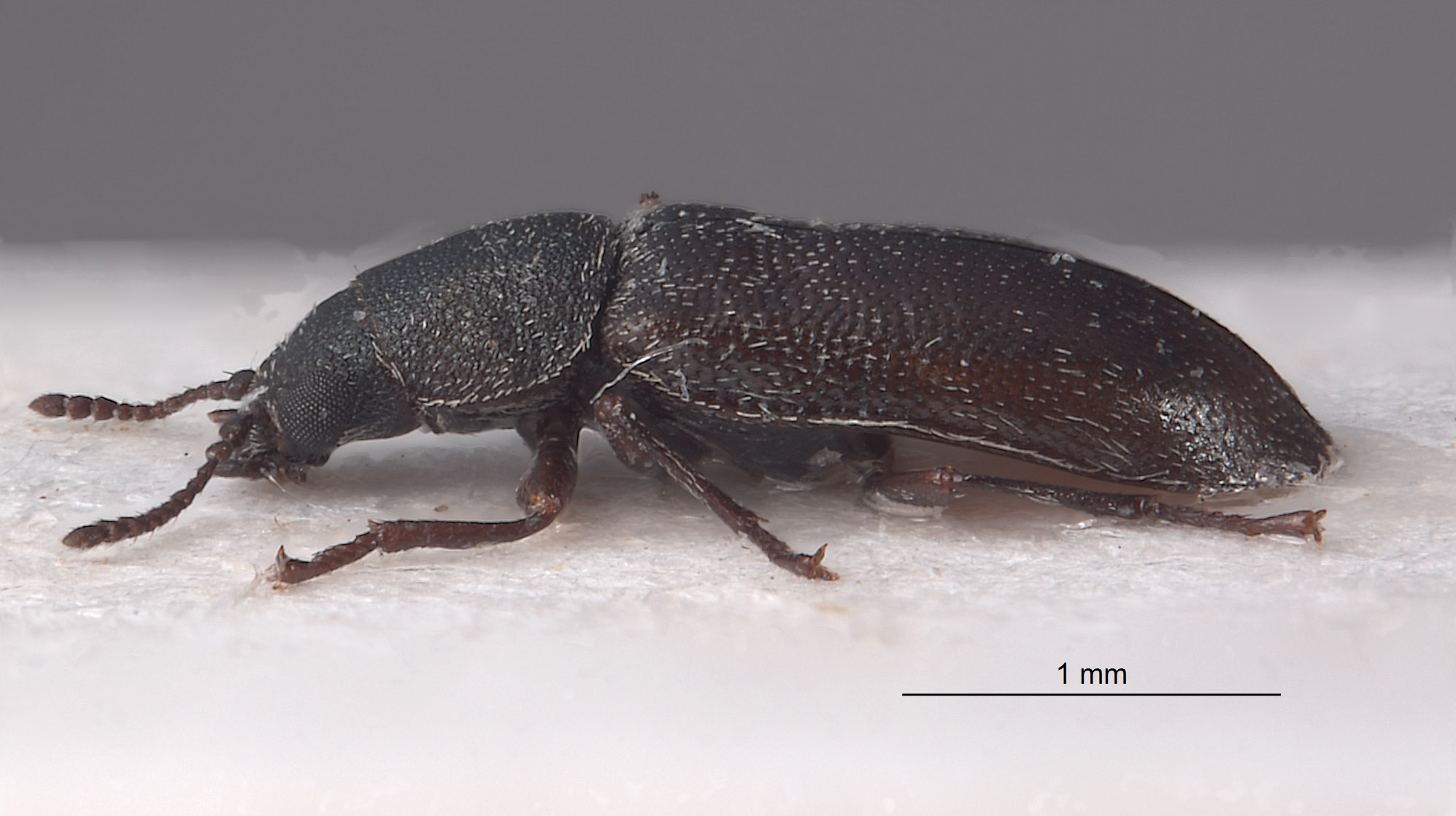 Listrus coloradensis image