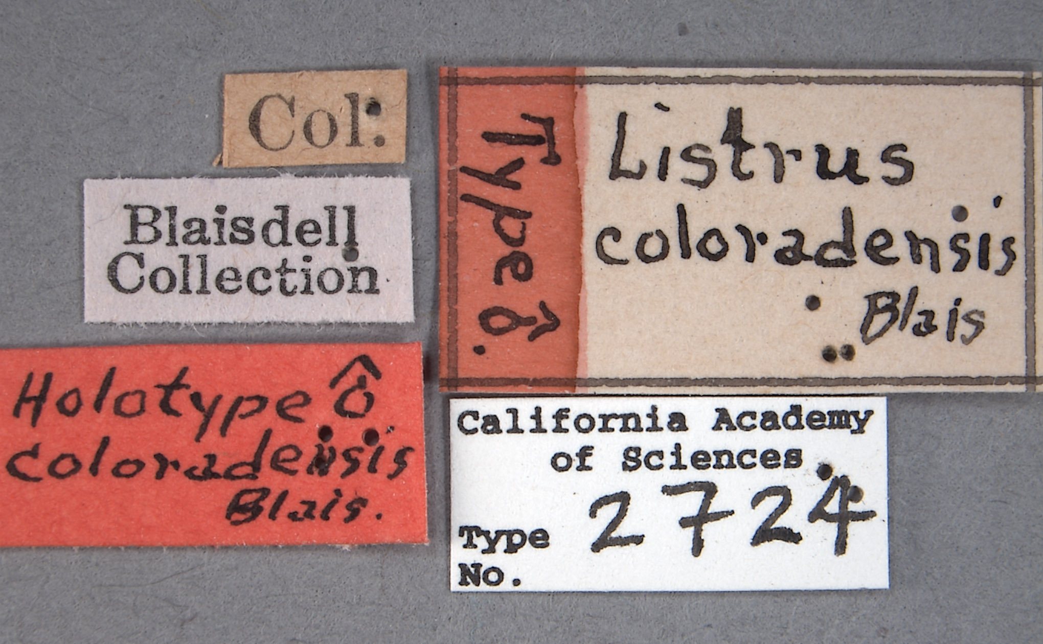 Listrus coloradensis image